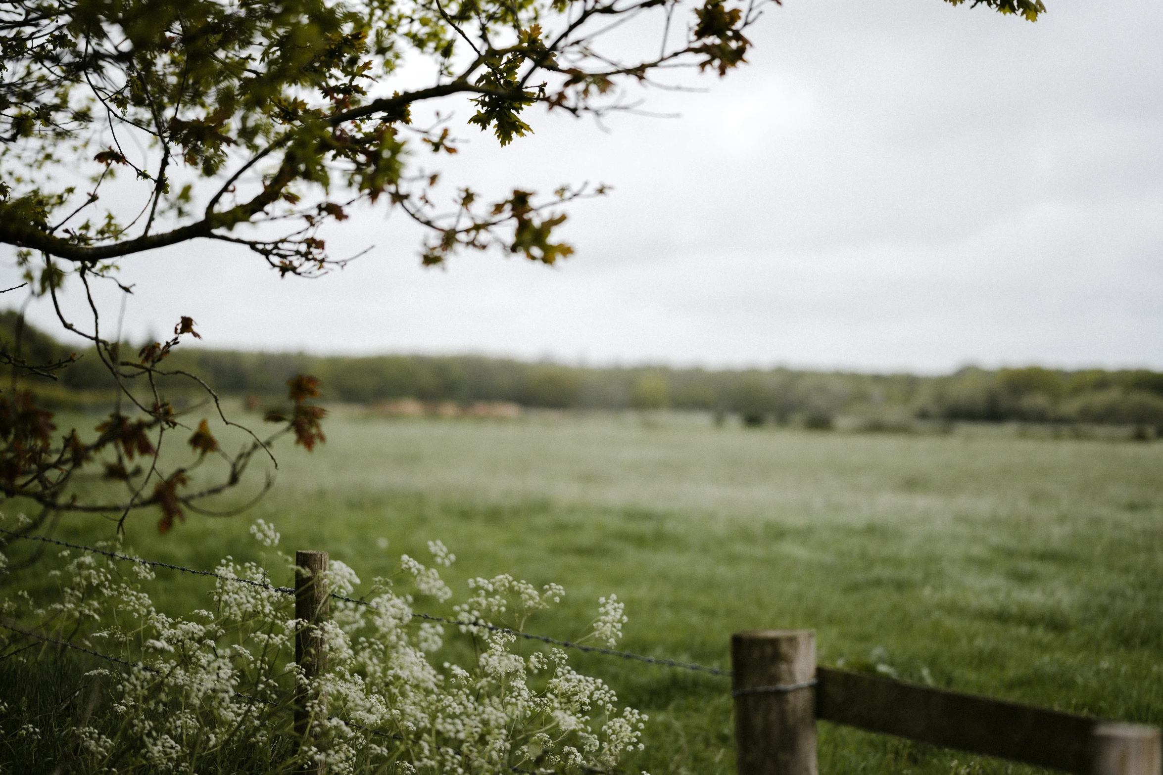 a pasture with a fence and flowers