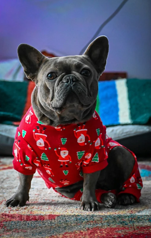 french bulldog wearing a sweater in bedroom