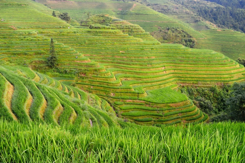 a green field that is filled with grass