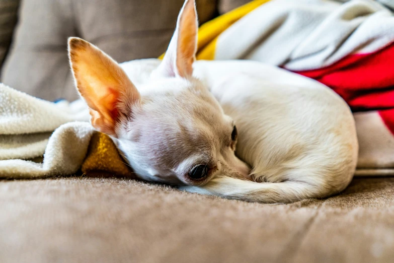 a small white dog laying on top of a couch next to blankets