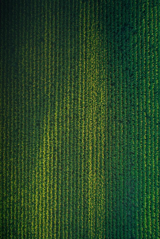 a green pattern in an aerial view on a building