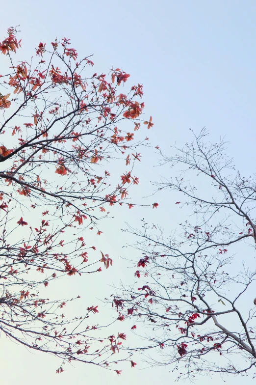 the trees with red flowers are against the blue sky