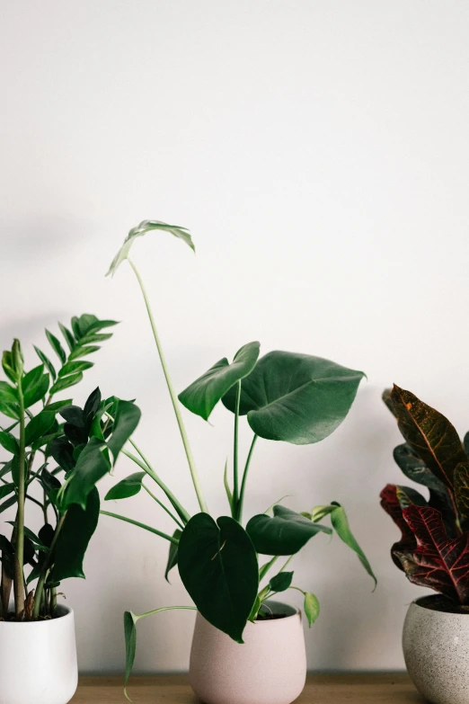 three plants in vases on a table