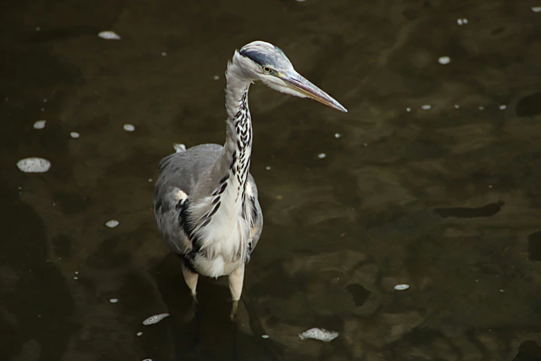 a bird standing alone in the water