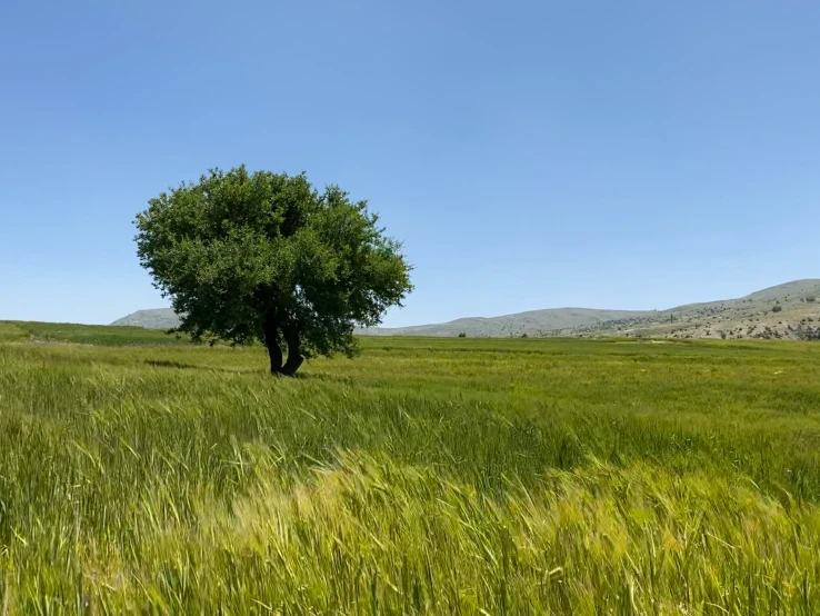 the green grass is blowing in the wind on a clear day