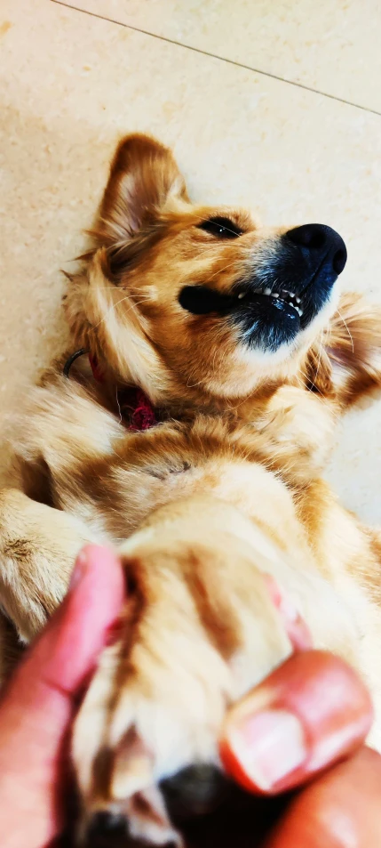 a brown dog lying on it's back next to a person