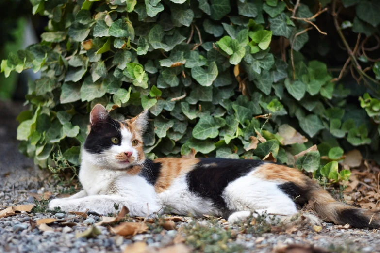 a cat resting in the grass with his eyes closed