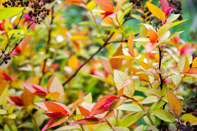 closeup of autumn colored foliage and plants