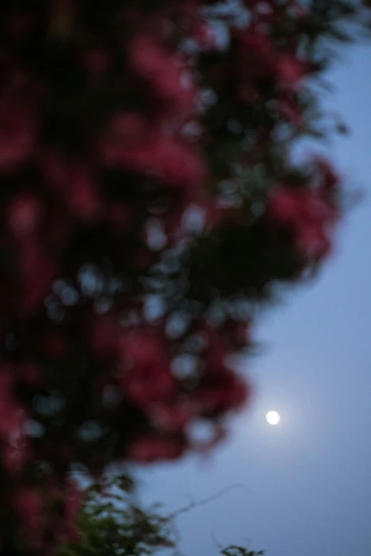 the moon is visible from a tree with red flowers