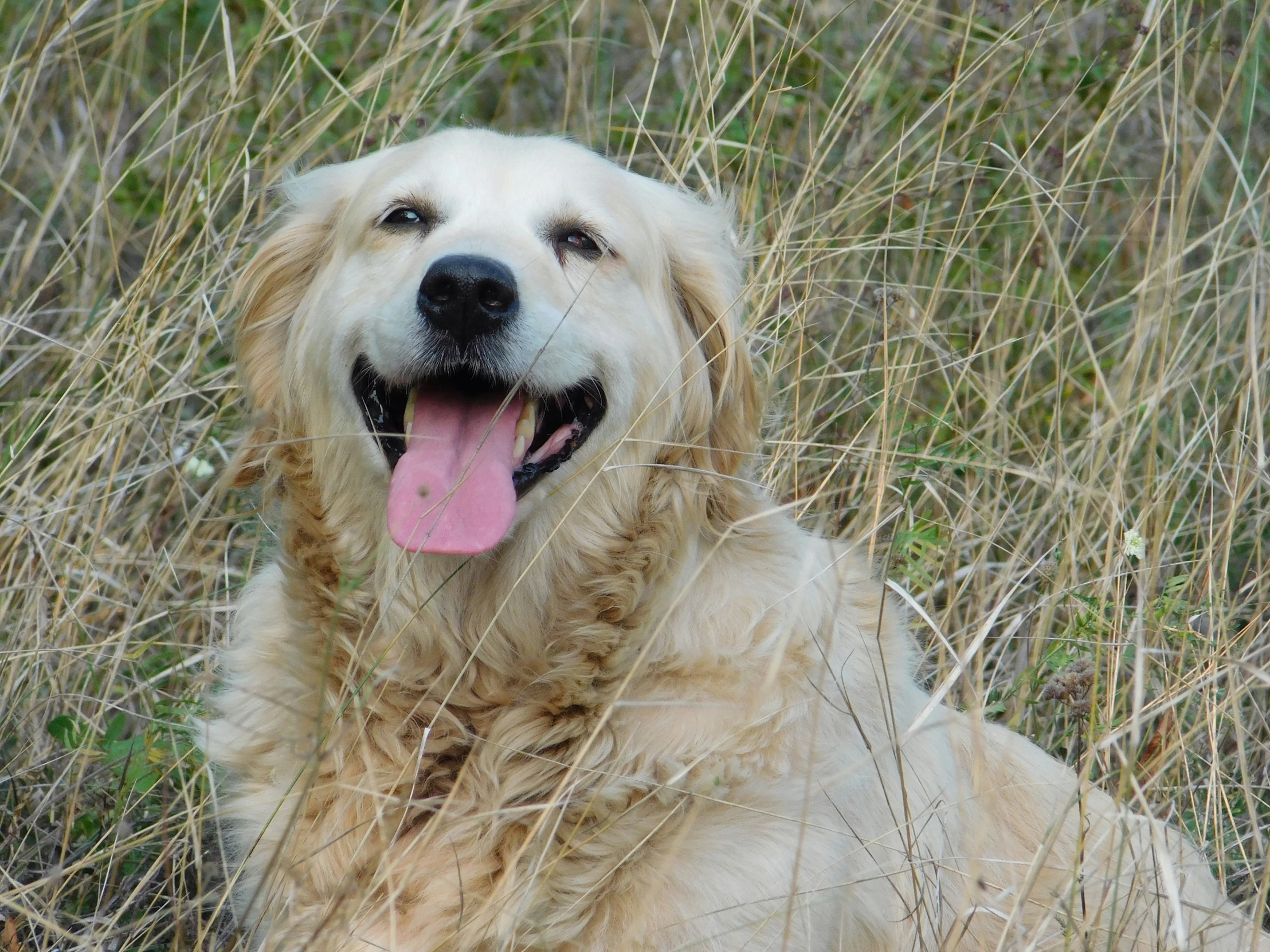 the large dog sits in tall grass in the daytime