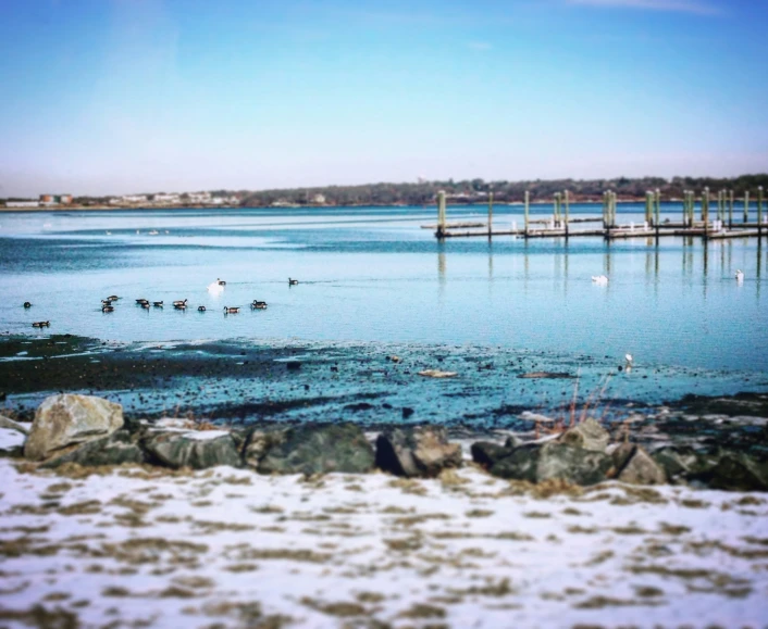 birds are in the water near some snow