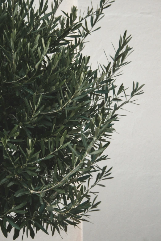 a close - up of an olive tree nch on a white wall