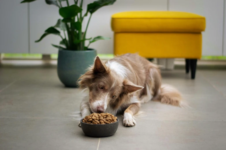 a dog eating out of a dog bowl