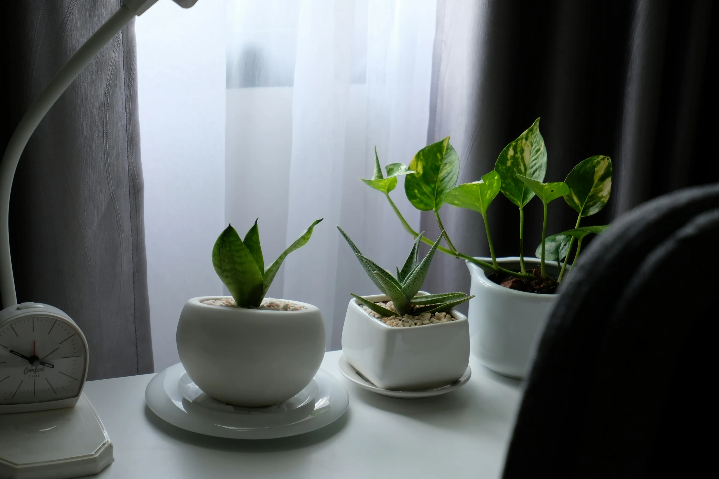 the three potted plants are displayed on the desk