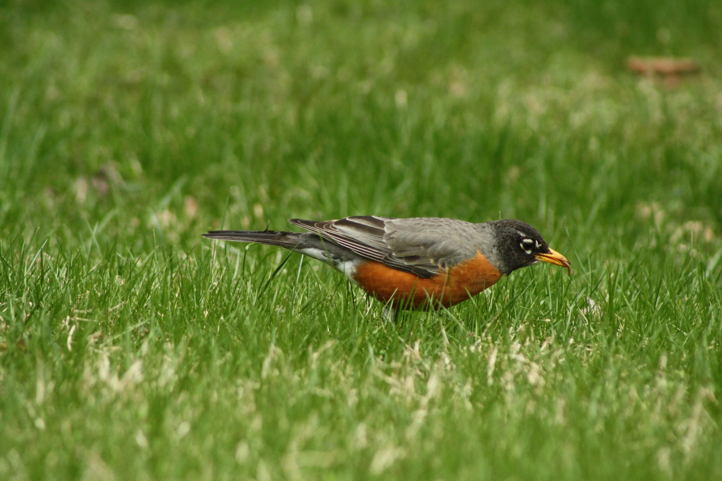 there is a bird standing in the grass looking for food