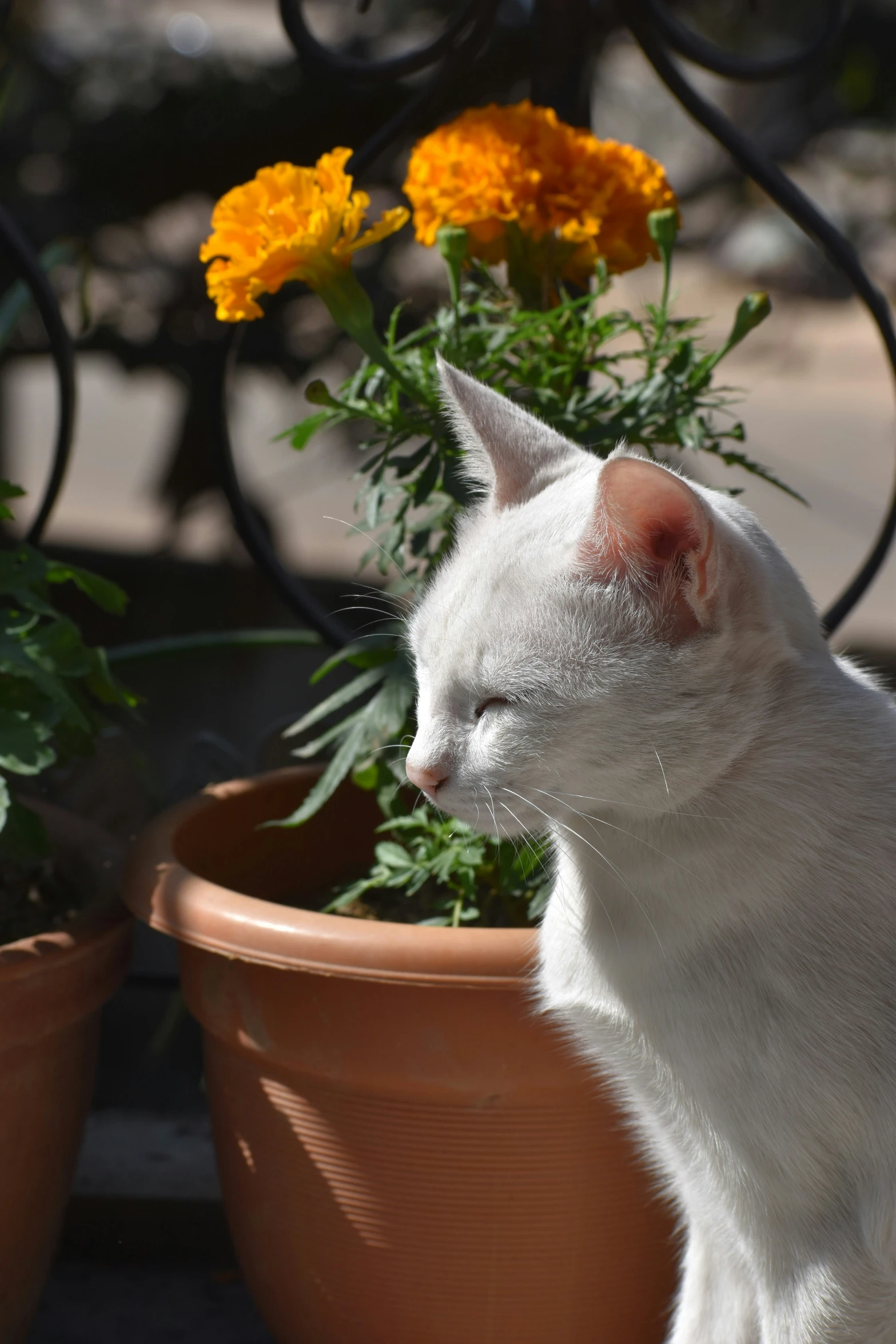 white cat staring out from behind a fence