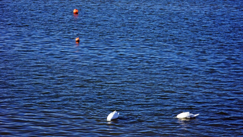 several waterfowls are swimming in the lake