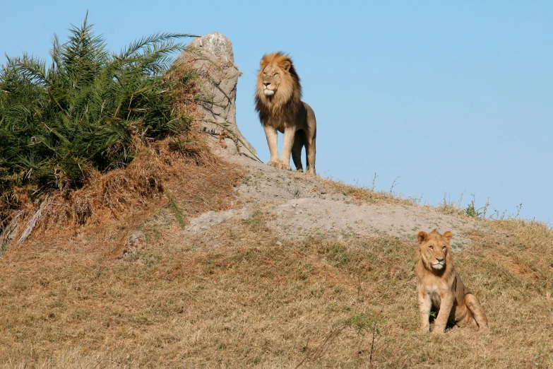 two young lions sit and stand atop a hill