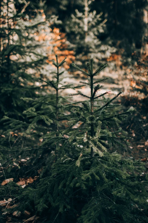 a bunch of trees that are in the woods