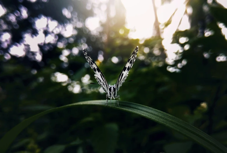 a erfly that is sitting on a blade of grass