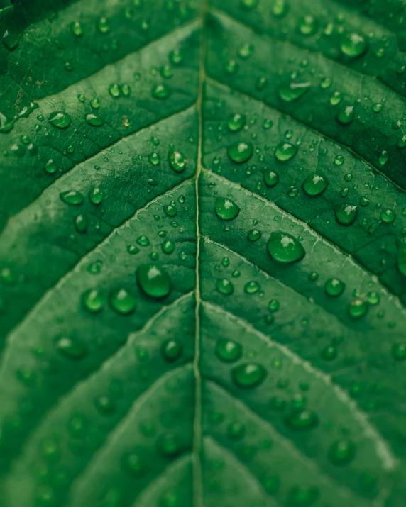 water droplets are covering leaves on the top