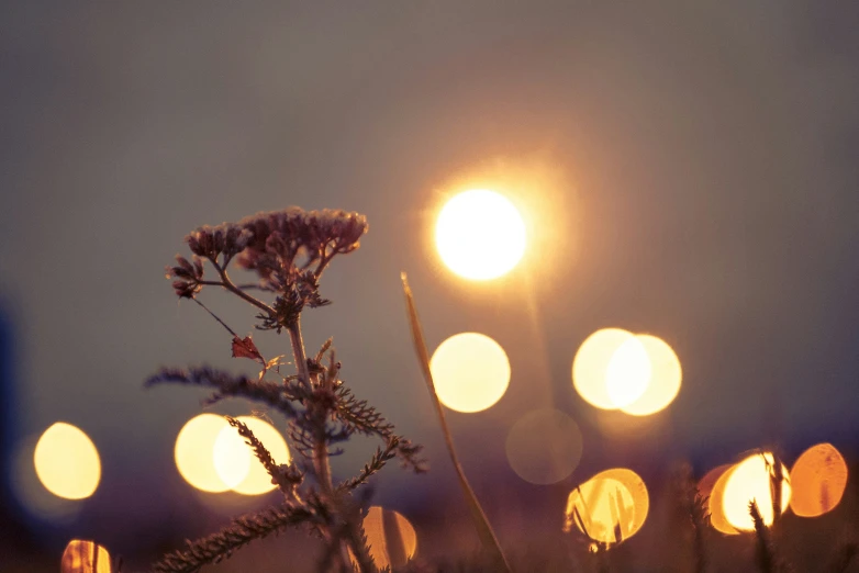 some blurry lights and plants in the foreground