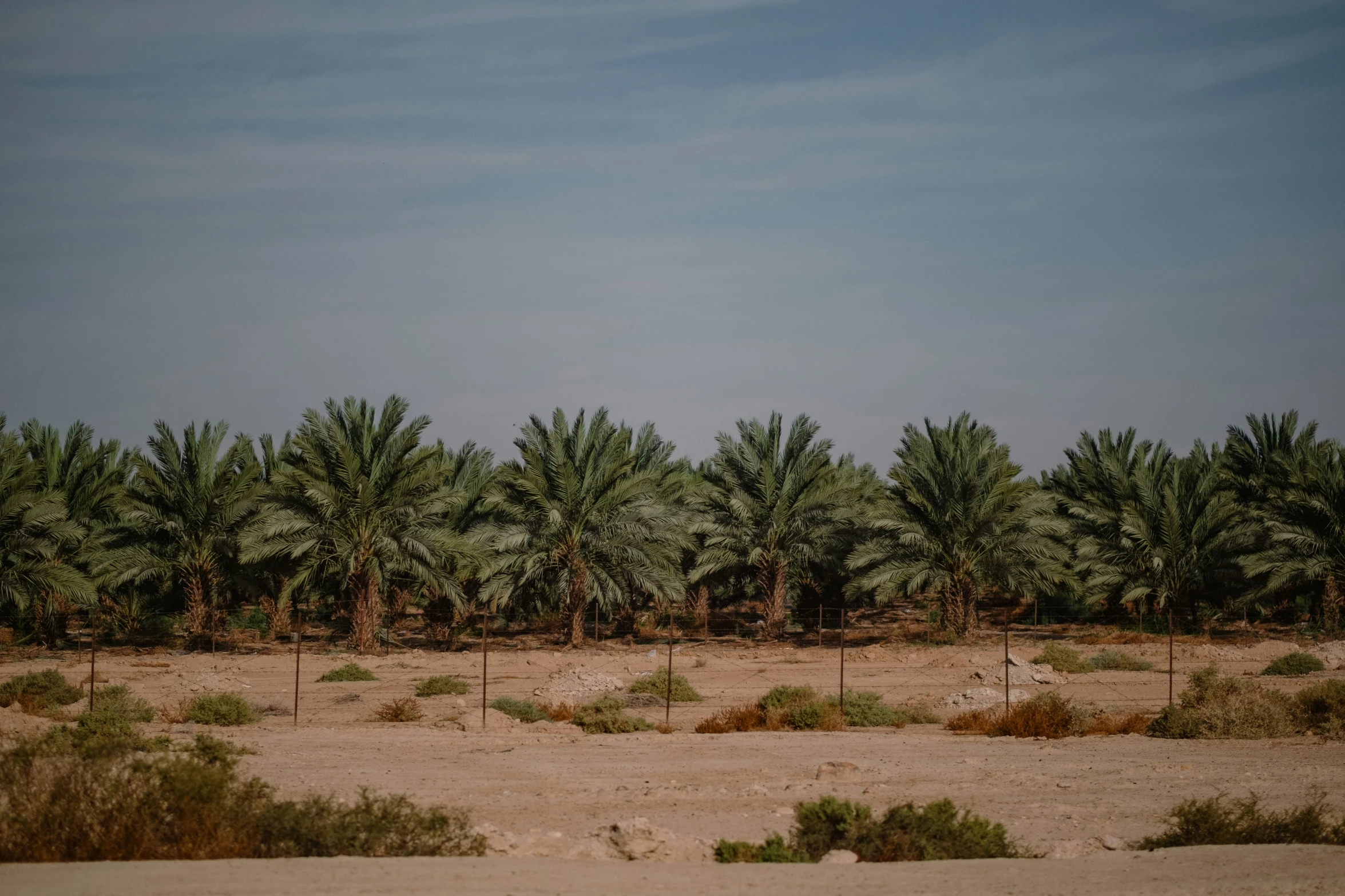 a picture of a desert with trees, bushes and dirt