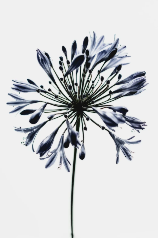 the beautiful, large dandelion has a bunch of black petals