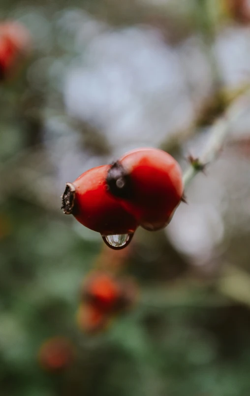 water drops on some small red berries on a tree nch