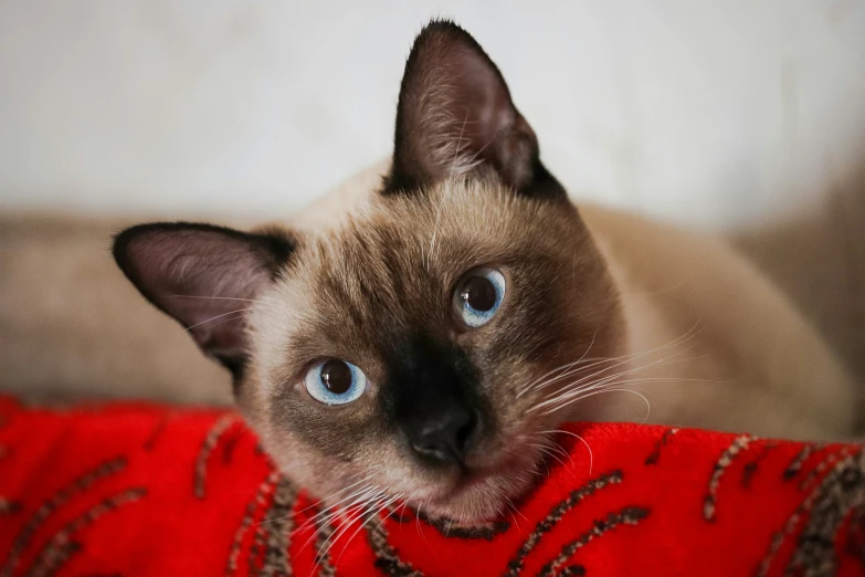 a siamese cat sitting on a blanket looking at the camera