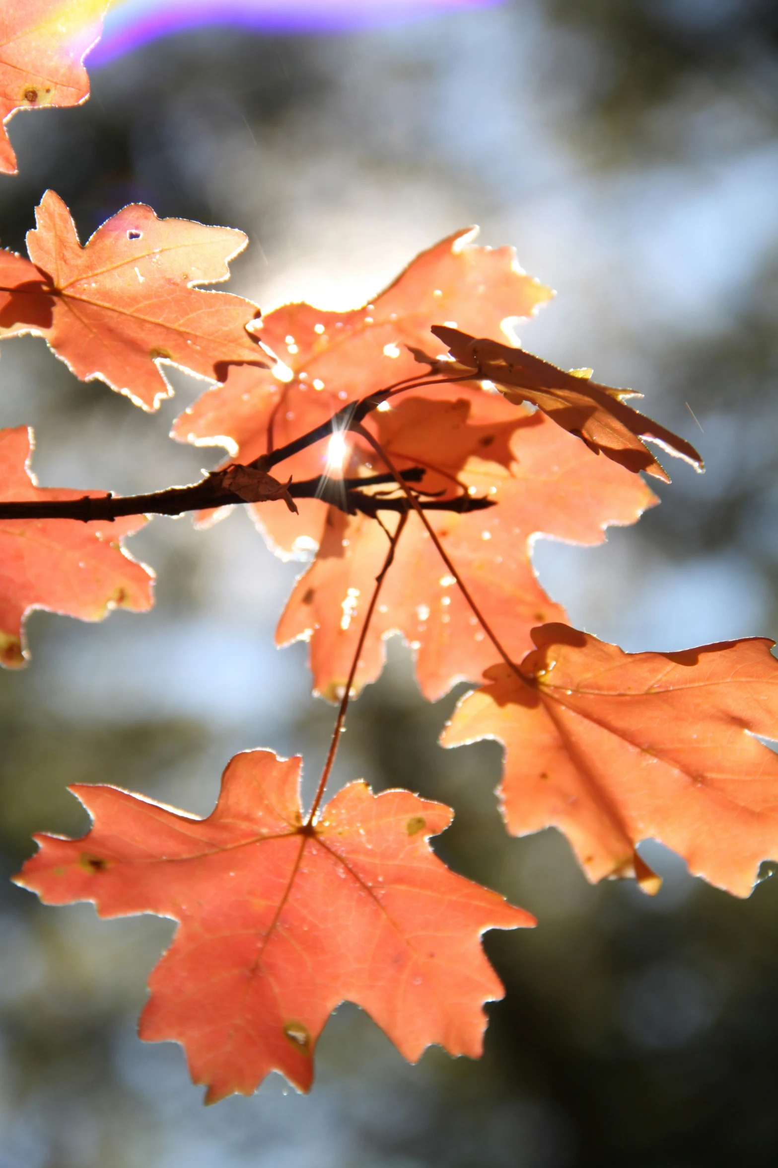 the leaves have been fallen from trees