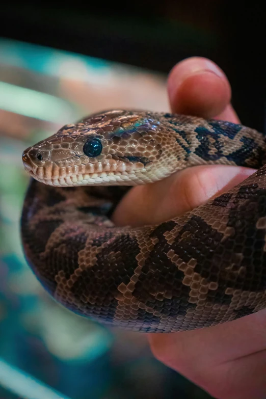 a person holding a large brown and black snake