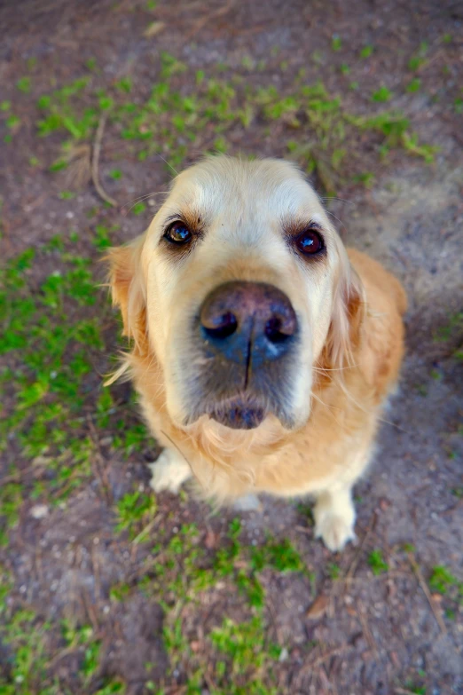 a close up of the nose and snout of a golden retriever