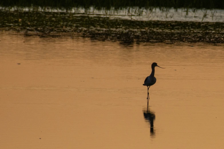 the long necked bird is standing alone in the water