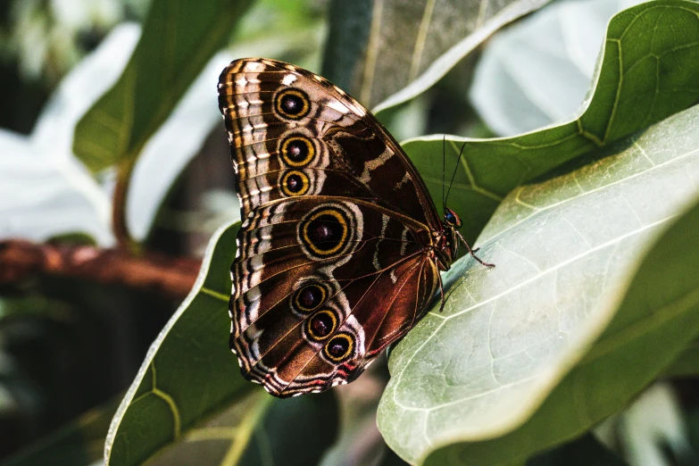 two erflies sit on top of leaves together