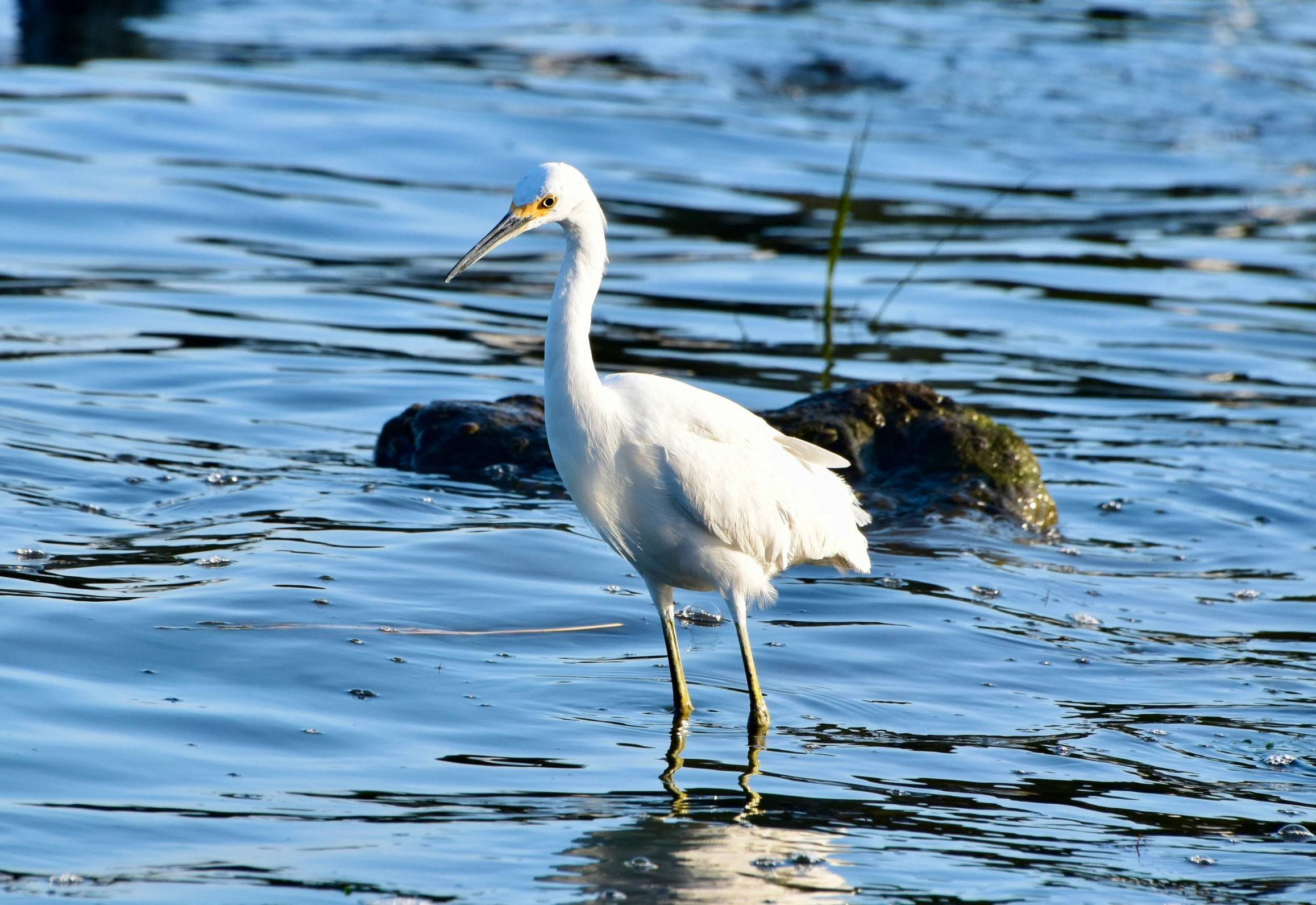 a white crane standing in the water next to a log