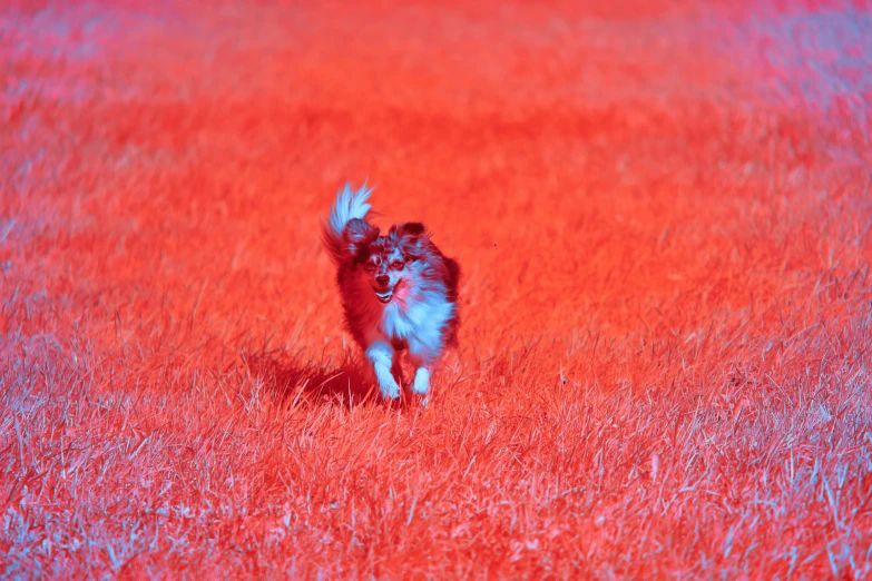 small dog in an orange and blue field with its paws out