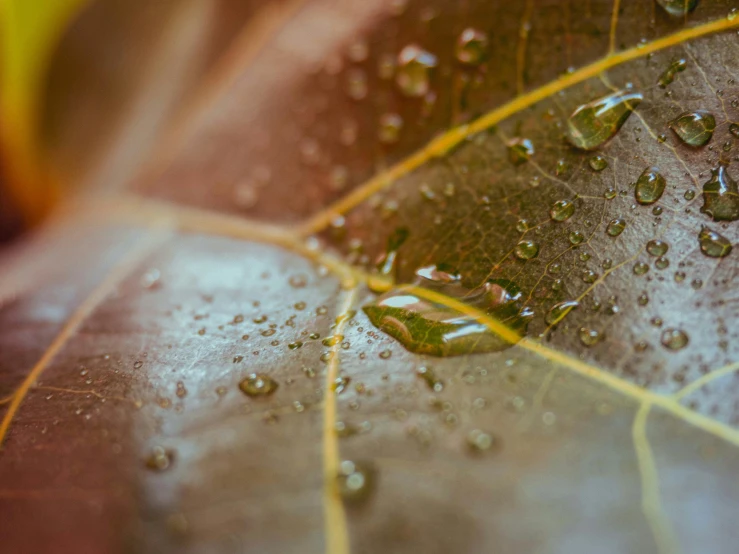 some raindrops on leaves with other water droplets