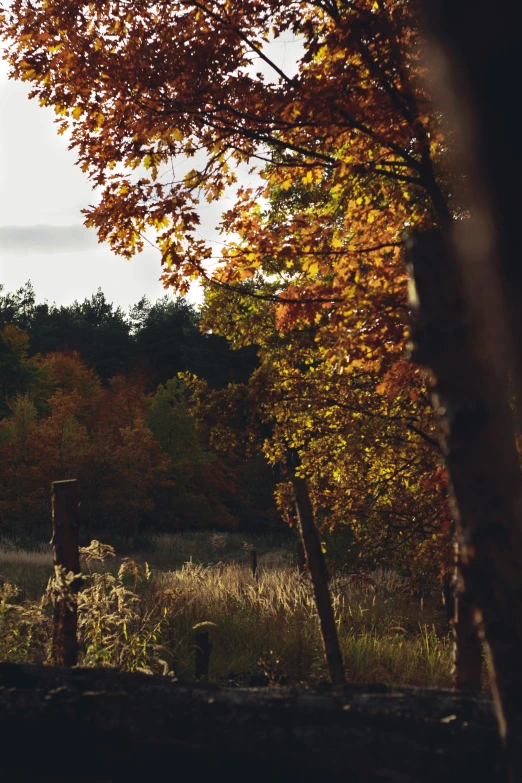 a wooden bench is set between tall grass and a forest