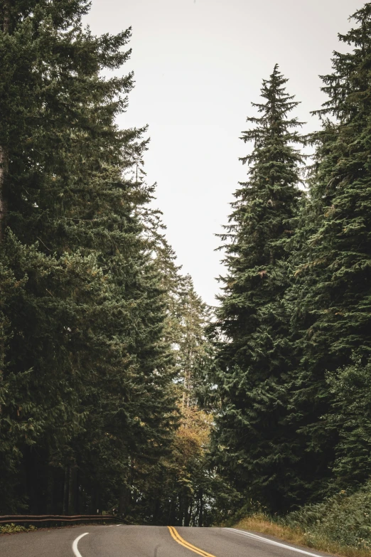 trees line the highway in the forest