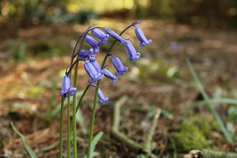 purple flowers grow on the ground in the woods