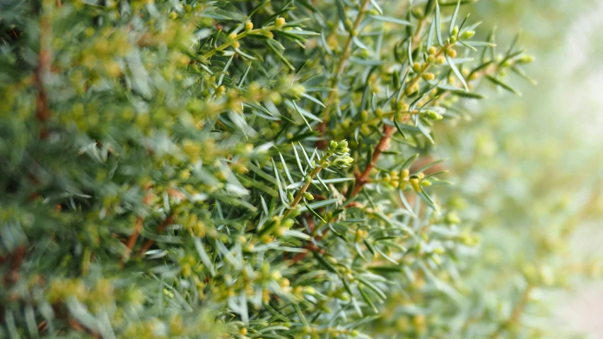 an evergreen nch is shown close up against the light background