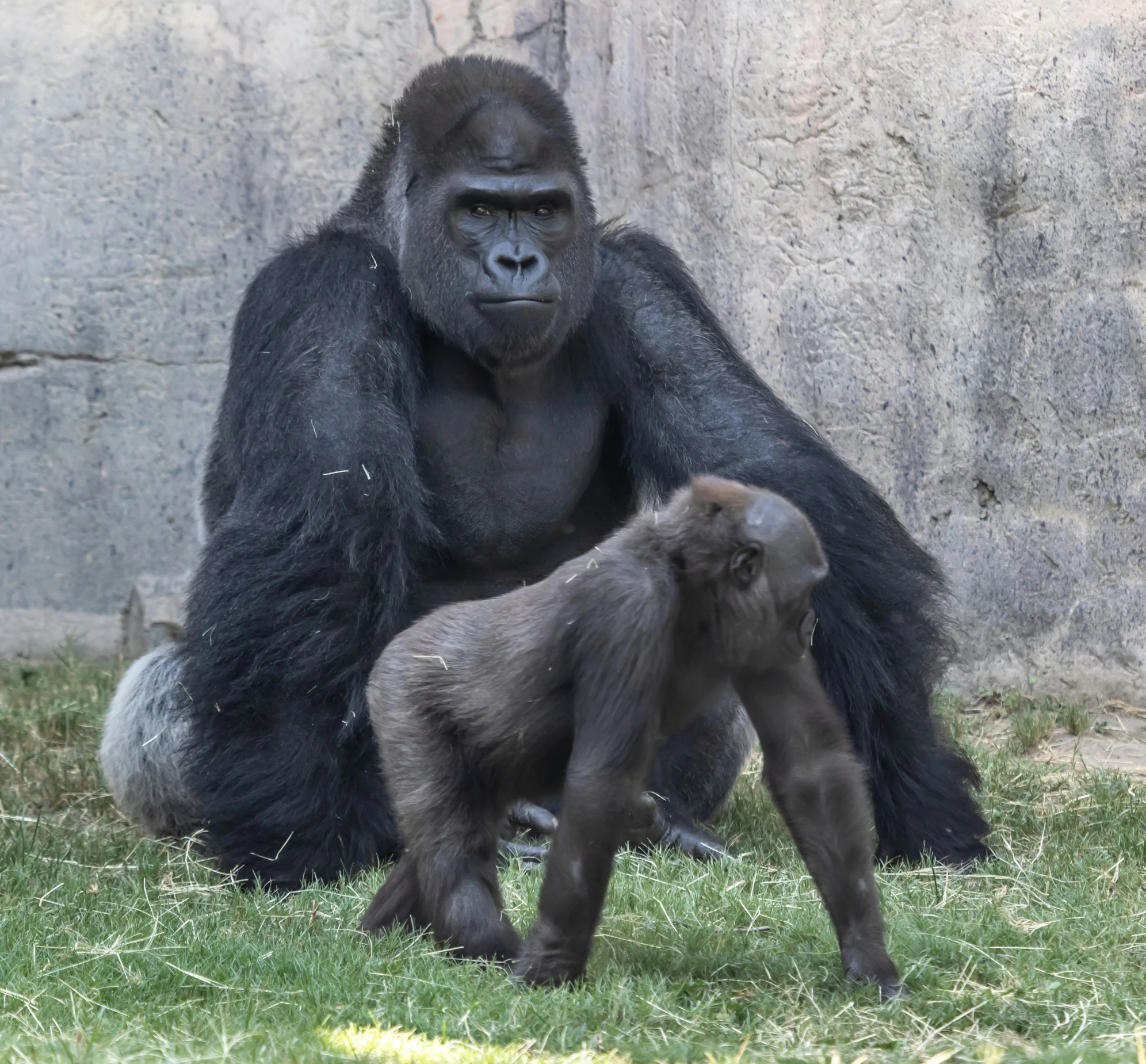 a gorilla standing next to a baby in a field