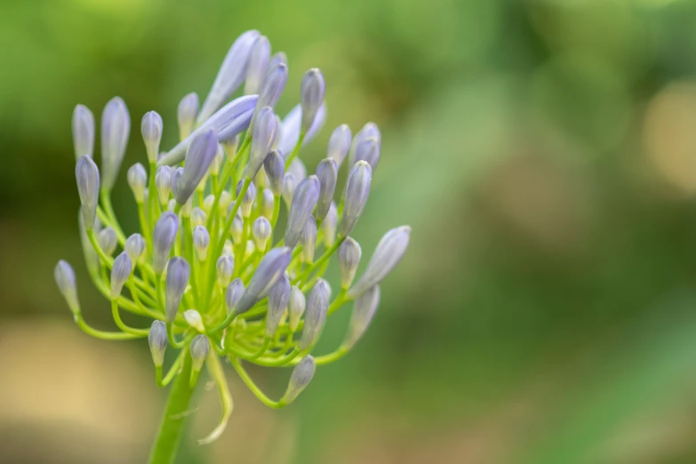 a plant with some blue flowers in the middle