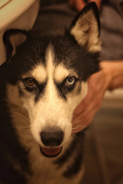 a dog being held in the arms of someone