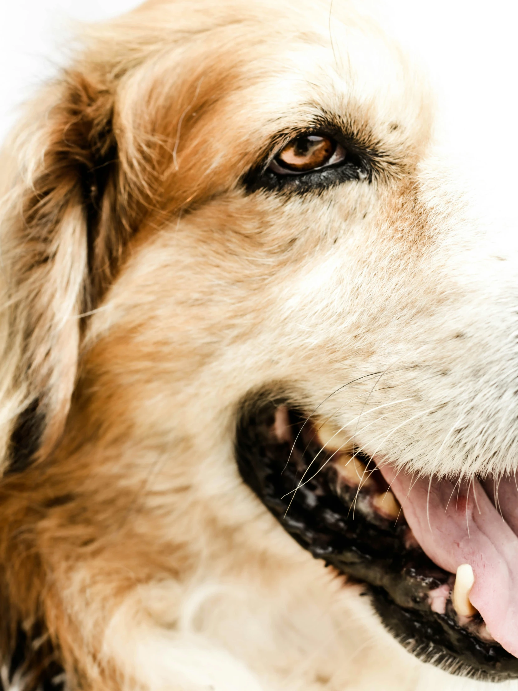 the close up view of a happy golden retriever dog