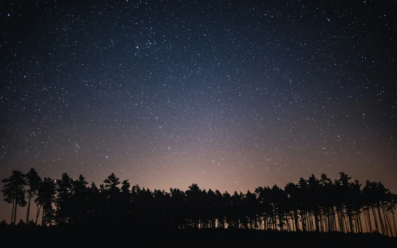 dark night sky over pine trees under a star filled sky