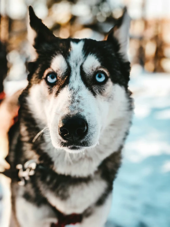 a husky dog is staring at the camera with bright blue eyes