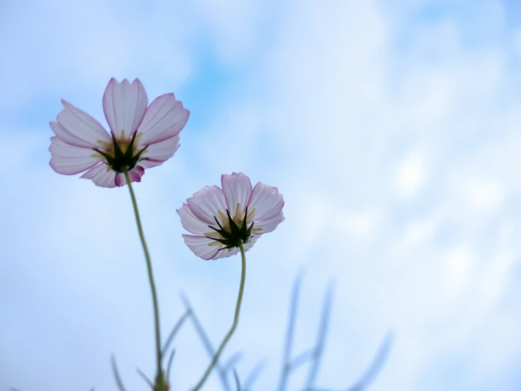 two pink flowers stand tall near the sky