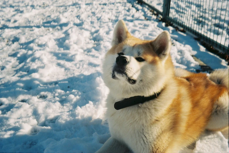 a corgi sitting outside in the snow